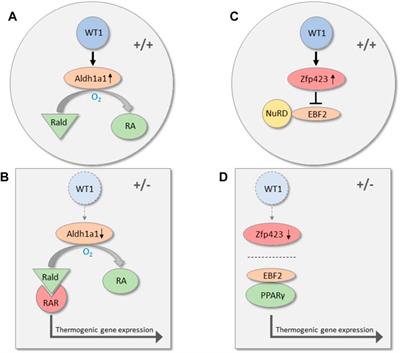 WT1 in Adipose Tissue: From Development to Adult Physiology